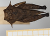 CollectionObject 1584014; 25924838-97b9-47f8-b60d-fac9cb2c9b4a, NHMUK019024467: male, dorsal view (paratype). (CollectionObject).