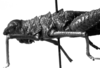 CollectionObject 1519318; 347a91d9-028c-42e4-93e3-78a4f4809778: Image, Carbonell, C.S. at the British Museum, 1970. female head and pronotum, lateral view (holotype). (CollectionObject).
