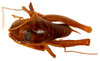 CollectionObject 1499254; 596635d8-9446-4a1d-9d0d-8698aa02d456: male, dorsal view (holotype). (CollectionObject).