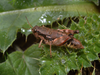 CollectionObject 1574085; cb853395-706f-4ccd-bfff-523c5b5da6f9: female (Macedonia, Galicica Mts). (CollectionObject).