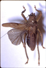 Pantecphylus (Pantecphylus) cerambycinus Karsch, 1891: male, dorsal view. (Otu).