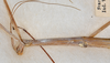CollectionObject 1582349; 632a4225-9747-4e09-b46b-93d5a6b51e39: copyright USNM, Washington. female: head & thorax, lateral view (paralectotype). (CollectionObject).