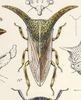 Habitus, dorsal view on Platycentrus acuticornis Stål, 1870: (Observation).