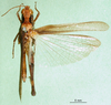 CollectionObject 1501345; 42af98e7-7c4a-43a6-bb3d-e3223d176b1b: female, dorsal view (syntype of Gymnobothrus manca). (CollectionObject).