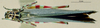 CollectionObject 1536188; NMBA 3225447, d0d7f949-4169-4856-a0e3-6c3a5218da8f: female, dorsal view. (CollectionObject).