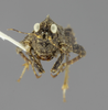 CollectionObject 1523455; 2f188b94-f16a-4d4e-8a58-fa3be898a703: male, frontal view (holotype). (CollectionObject).