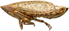 Habitus, lateral view: Bonaspeia attia, laterally (INHS). (Observation).