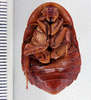 Hyporhicnoda litomorpha Hebard, 1921: Photo taken by Heidi Hopkins. (Otu).