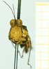 CollectionObject 1531484; 248299c0-b6e6-48de-8393-c6ef4a5579fe: male, frontal view (syntype). (CollectionObject).