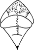 Head: !! display not done !! on Hymetta anthisma McAtee, 1919: Head, pro-, and mesothorax. (Observation).