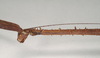 CollectionObject 1557597; NHMUK(SF IMPORT DUPLICATE) 844522, 9fa269f8-9a2c-47aa-ae2f-ededdaee5ff9: copyright Natural History Museum, London. female: head and thorax, lateral view (holotype). (CollectionObject).