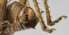 CollectionObject 1539648; 2e85d8d8-a644-4cb5-97bf-2dbbf76a71ee: male cerci (syntype). (CollectionObject).;CollectionObject 1539649; 5e308dca-8056-47c1-bdb5-c15e234c7dc5: male cerci (syntype). (CollectionObject).