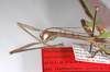 CollectionObject 1576648; USNM(SF IMPORT DUPLICATE) RD-095, 8deec7dc-68e5-4ba6-8a93-9945947c8d83: copyright USNM, Washington. male: head & part thorax (holotype). (CollectionObject).