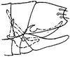 Pygofer, lateral view: !! display not done !! on Daltonia estacadus (Ball, 1911): genital capsule, laterally. (Observation).