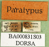 CollectionObject 1502763; e869ca6f-1478-4070-bf7b-49395e41a4ed: labels (paratype of Nocarodes armenus). (CollectionObject).