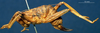 CollectionObject 1520526; 0cd5ce46-5bbc-4d2e-99cd-aa2cd466a2bc: female, lateral view. (CollectionObject).