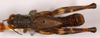 CollectionObject 1499442; 78ff5906-9538-4ab7-9339-9109f2f01087: male, dorsal view (holotype). (CollectionObject).