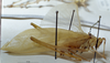 CollectionObject 1503403; MBBJ 3226094, 095da399-9dca-4fea-b179-4d8432f86daa: male, lateral view. (CollectionObject).