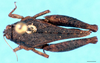 CollectionObject 1477039; f5e624f3-0f53-4b96-b2e6-535ae5cea354, DORSA D018XF01: female, dorsal view (syntype). (CollectionObject).