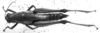 CollectionObject 1505073; c93b0f74-acfc-47db-b5b6-e9eca7e1fb59: Image Carbonell, C.S. female, dorsal view (syntype). (CollectionObject).