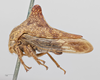 Habitus, lateral view: !! display not done !! on Palonica pyramidata (Uhler, 1877): (Observation).