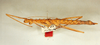 CollectionObject 1560201; 796e019a-0b38-4d32-b0b5-d56a510a1b8f: copyright Oliver Zompro. female (syntype). (CollectionObject).