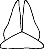 Subgenital plate: !! display not done !! on Pendarus (Pendarus) auroalbus (Walker, 1851): Subgenital plate. (Observation).