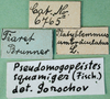 labels. Depicts CollectionObject 1502012; 63eec255-f0b9-48a0-ac56-c8344ae751e5, a CollectionObject.