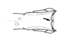 Tropidacris descampsi Carbonell, 1986: Fig. 21. apex of left femur, dorsal view. (Otu).