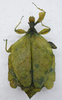 CollectionObject 1561253; 572e9830-f595-407f-a578-32a6291018de: copyright SMTD, Dresden. female (holotype), dorsal. (CollectionObject).