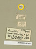 Panesthia ancaudellioides Roth, 1977: Copyright Natural History Museum, London. Labels from paratype (male nymph) in BM(NH). (Otu).