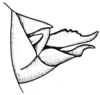 Leiotettix politus Rehn, 1913: Fig. 47. female abdomen tip, lateral view. (Otu).