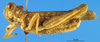 CollectionObject 1505443; 9652b885-87fe-49a8-aec0-622465b7f30f: male, lateral view (Dericorys maculata). (CollectionObject).