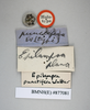 CollectionObject 1552786; NHMUK(SF IMPORT DUPLICATE) BMNH(E) 877081, c8c14b65-11dd-44f5-9f86-b13b44cd3953: Copyright NHM, London. Holotype female of synonym Epilampra punctifera, data labels. (CollectionObject).