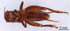 CollectionObject 1522777; 6364b0b9-e039-44e4-b760-239d2b942e86: Male, ventral view (holotype). (CollectionObject).