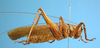 CollectionObject 1539167; UVCO 20713, 09e1cd6c-aa41-497d-bcc7-b3c8a8560e30: MUSENUV - 20713. male, lateral view. (CollectionObject).