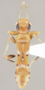 CollectionObject 1594991; b9d03f41-0fd2-4af6-95a7-5fea2f1ca855: Cattarus pseudoculatus HOLOTYPE (NMNH) - (CC BY-NC 4.0) - Photo by Pablo M. Dellapé with permission from the National Museum of Natural History (NMNH), Smithsonian Institution, Washington, D.C. (CollectionObject).
