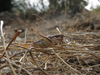 Ariagona margaritae Krauss, 1892: female (Canary Islands). (Otu).