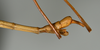 CollectionObject 1558346; 896f6fb8-36cd-4bd4-a32d-5c14742288e1: copyright USNM, Washington. male: end of abdomen, lateral view (holotype). (CollectionObject).