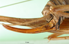 CollectionObject 1502609; e7cda9f2-f16d-4e73-8e7c-8ed35d048247: ovipositor (syntype). (CollectionObject).