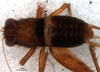 CollectionObject 1580116; f7ef8abe-029f-4beb-9cbf-894c70302729: female, dorsal view (paratype). (CollectionObject).