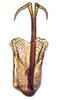 Aedeagus, ventral view on Aplanus Oman, 1949: Aplanus albidus, aedeagus, caudally. (Observation).