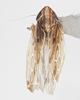 Habitus, dorsal view on Cumora (Haldorellus) furcata (Caldwell, 1952): (Observation).