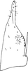 Subgenital plate, ventral view on Eupteryx (Stacla) cristagalli Dworakowska, 1969: Subgenital plate. (Observation).