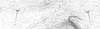 Forewing.: Hairs on eighth abdominal tergite of A. spiraecola. (Observation).