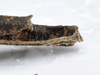 CollectionObject 1576183; a08d2b42-905f-4c8c-a0b0-7cc58449fbd5: copyright ZRC, Singapore. female: end of abdomen, lateral view (holotype). (CollectionObject).