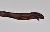 CollectionObject 1558559; d175cf57-13bf-4202-bdc4-79a45254a6cc: copyright NTUC. male: end of abdomen, lateral view (syntype). (CollectionObject).;CollectionObject 1558560; 79f3f8cc-d56f-40aa-b01f-edb53ef13999: copyright NTUC. male: end of abdomen, lateral view (syntype). (CollectionObject).