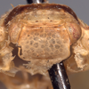 Head on Eurocalia collaris Van Duzee, 1907: (Observation).