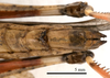 CollectionObject 1538244; c0916a09-98ef-4d96-9a0a-25b727fe70cb: female, ventral view (holotype). (CollectionObject).