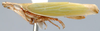 Habitus, lateral view: Stymphalus rubrolineatus, lateral habitus (INHS). (Observation).